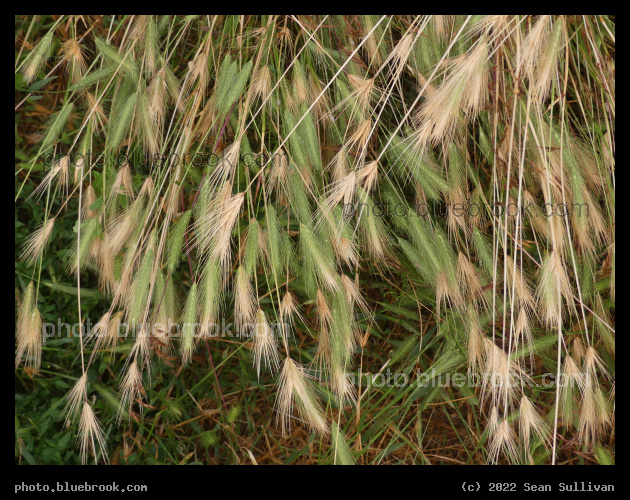 Multicolor Grasses - Corvallis MT