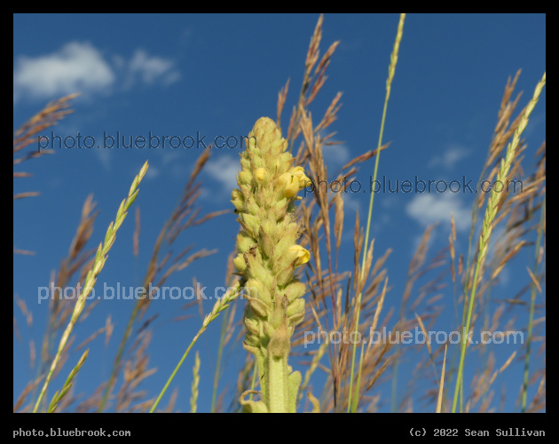Mullein among the Grasses - Corvallis MT