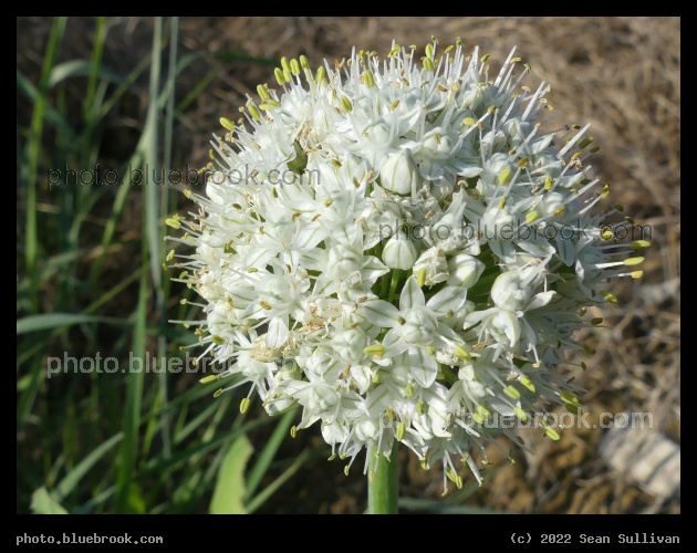 Onion Flowers - Corvallis MT