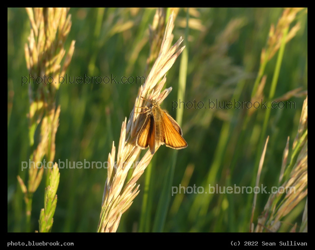 Butterfly on Grass - Corvallis MT