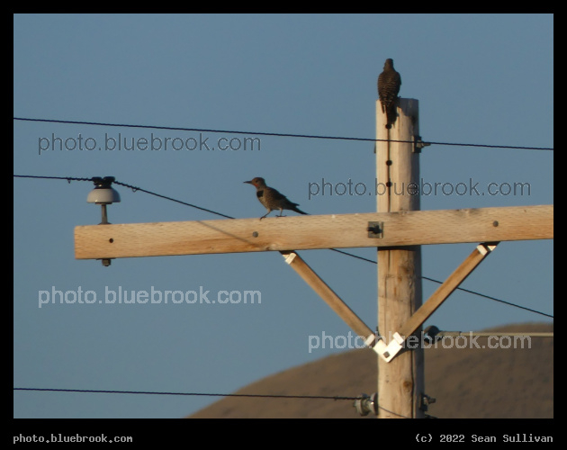 Flickers on a Pole - Corvallis MT