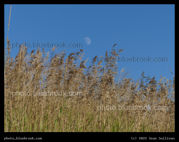 Moon over August Grasses - Corvallis MT