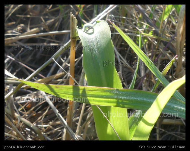 Waterdrop on Corn Leaf - Corvallis MT