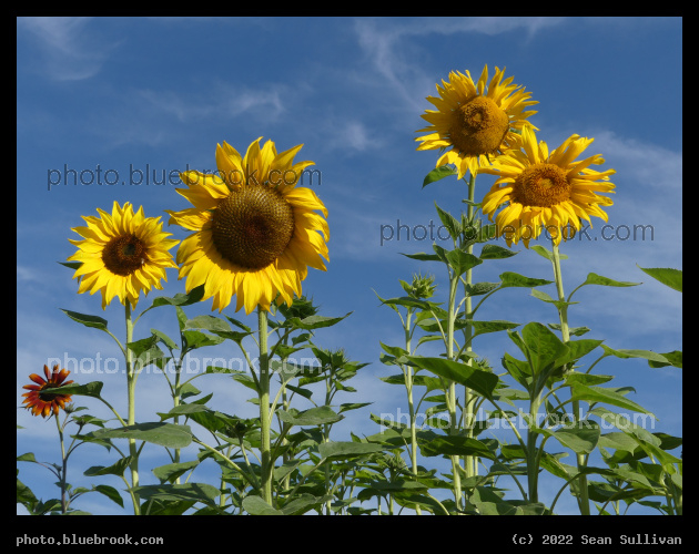 Five Sunflowers - Victor MT