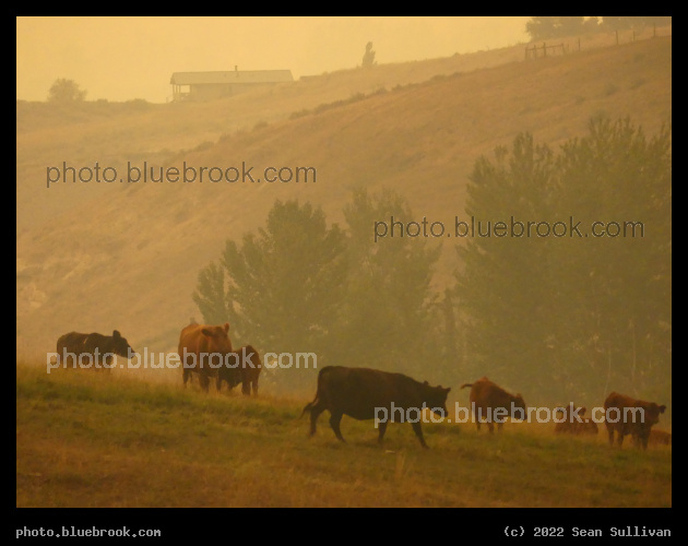 Orange Sky and Cows - Corvallis MT