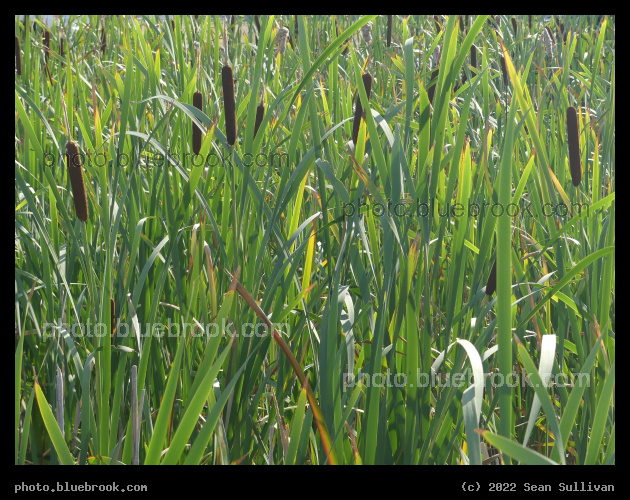 Shades of Reeds - Victor MT