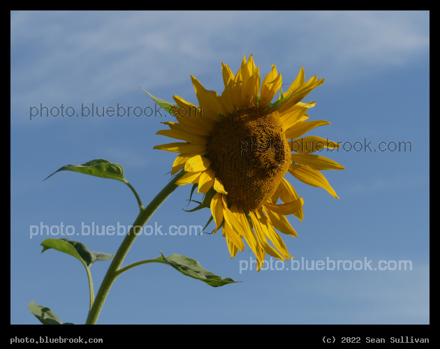 Sunflower in Victor - Victor MT