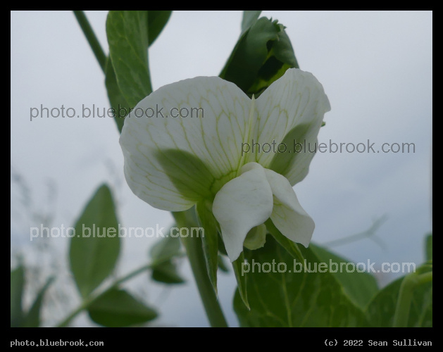 White Pea Flower - Corvallis MT