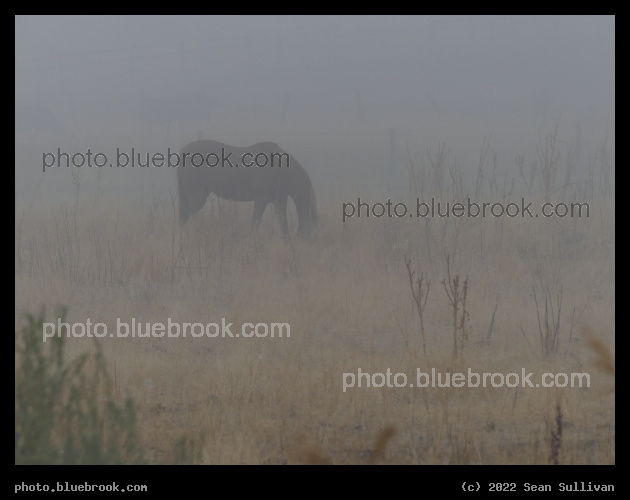 Horse in the Fog - Corvallis MT