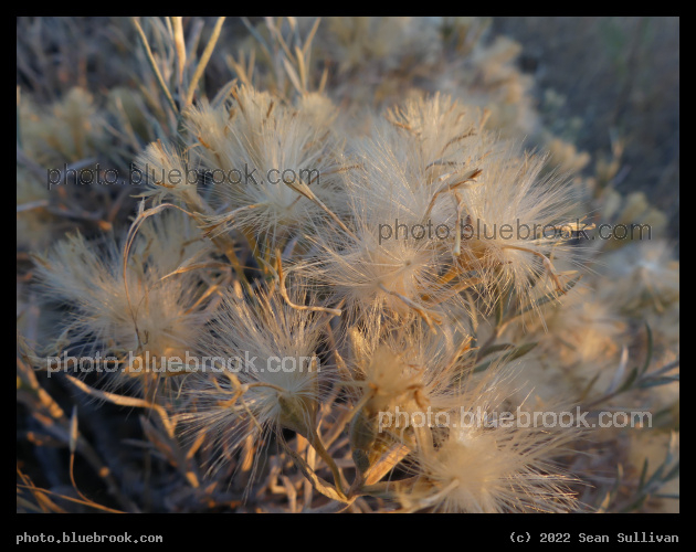 Fluffy Plant Textures - Corvallis MT