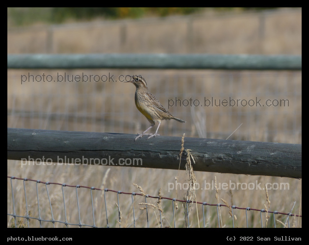 Singing on a Fence Rail - Corvallis MT