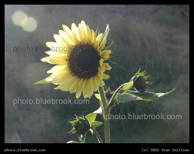 Sunflower in October - Corvallis MT