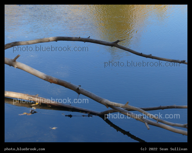 Branches over Water - River Park, Hamilton MT