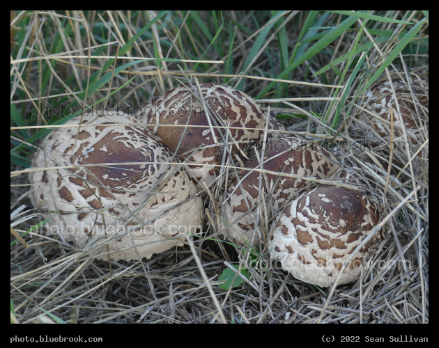 Snuggling Mushrooms - Corvallis MT
