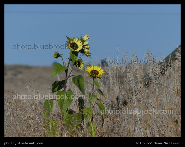 Sunflower Cluster - Corvallis MT