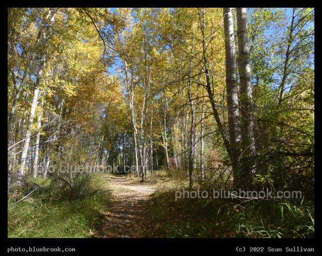 Autumn Path - River Park, Hamilton MT