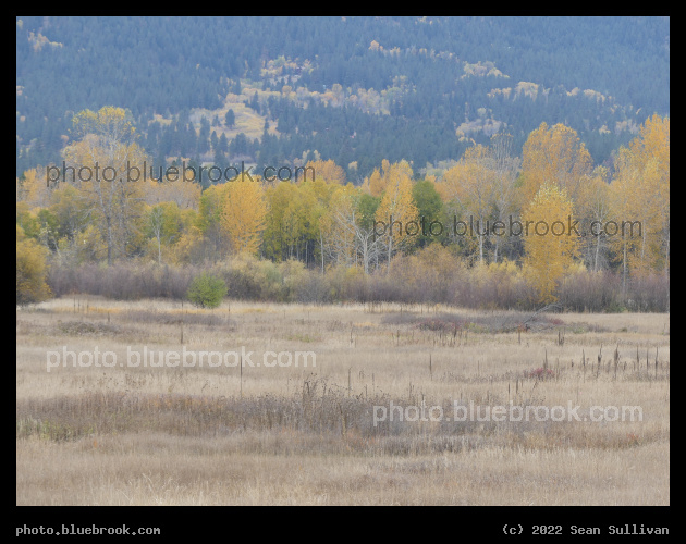 Across a Field in Autumn - Skalkaho Bend Park, Hamilton MT
