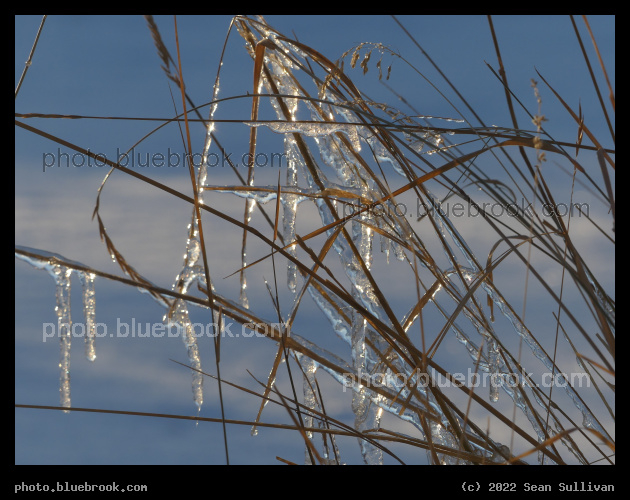 Geometric Iced Grasses - Corvallis MT