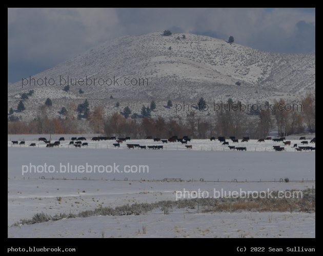 Cows in a Snowy Landscape - Corvallis MT