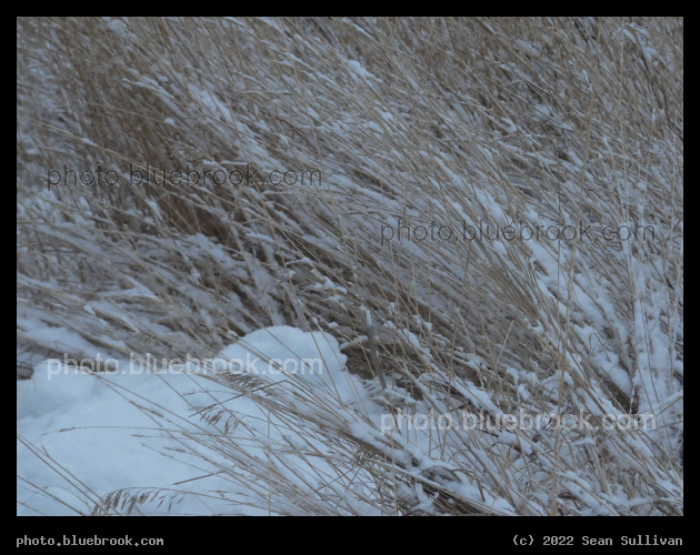 Grasses under November Snow - Corvallis MT