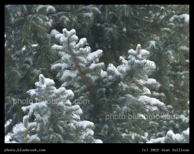Snow on Evergreen - Corvallis MT