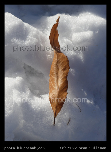 Leaf on the Snow - Corvallis MT