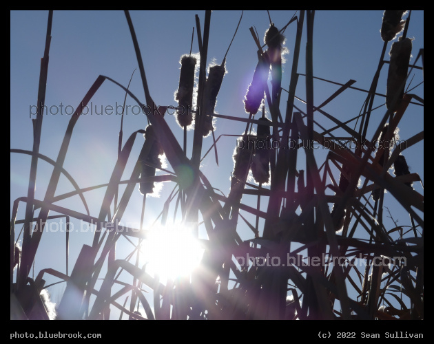 Tangle of Cattails - Corvallis MT