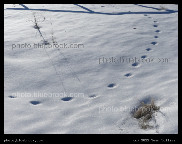 Curving Winter Path - Corvallis MT