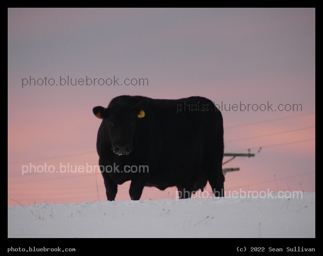 Sunrise Cow - Corvallis MT