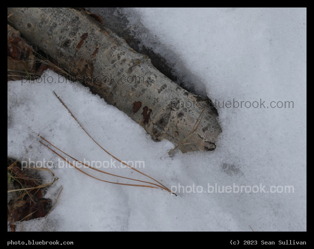 Snow, Wood and Needles - Bell Crossing MT