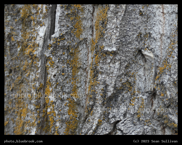 Yellow Lichens on Bark - Bell Crossing MT