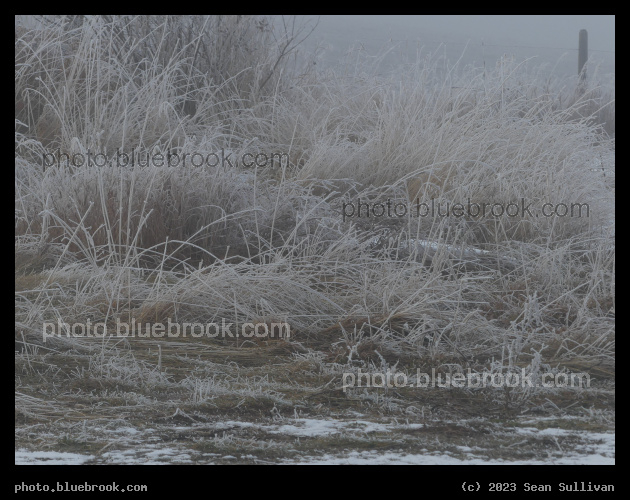 Winter Tangle of White Plants - Corvallis MT