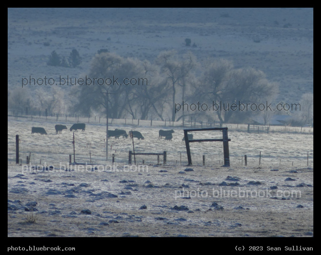 Cows in the Winter Distance - Corvallis MT