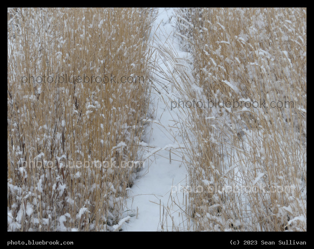 Snowy Pathway - Corvallis MT