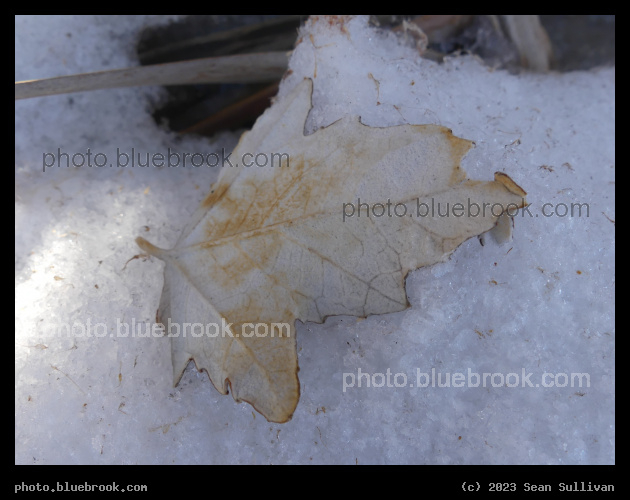 Leaf on Snow in February - Corvallis MT