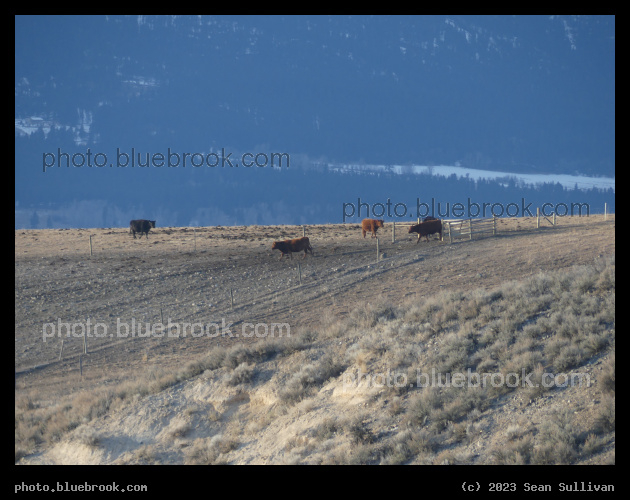 Strolling Cows - Corvallis MT