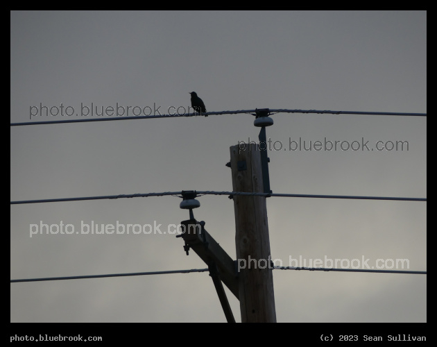 Bird, Pole and Wires - Corvallis MT