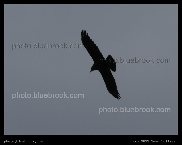 Large Bird in Flight - Corvallis MT