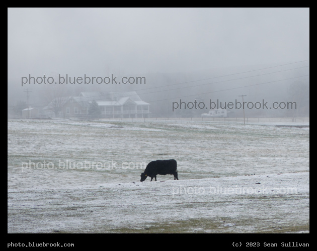 Cow of Contrast - Corvallis MT