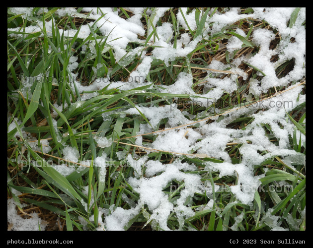 Melting Snow on the Grass - Corvallis MT