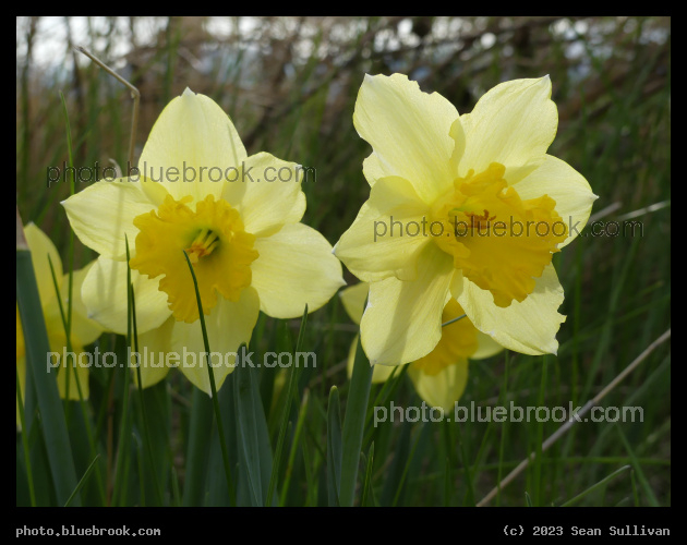 Pair of Daffodils - Corvallis MT
