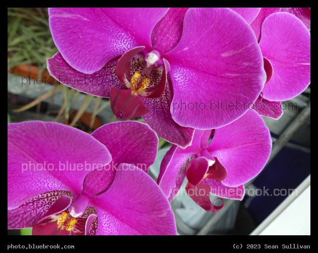 Vivid Orchid Blooms - Corvallis MT
