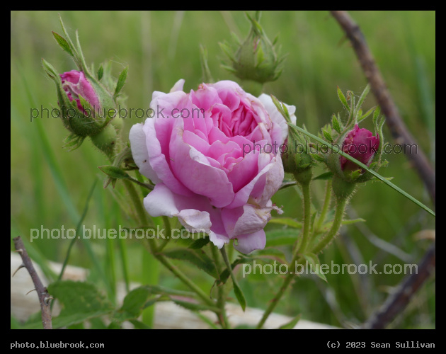 Pink Rose Bloom - Corvallis MT