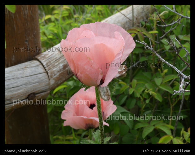 Pink Poppy Bloom - Corvallis MT
