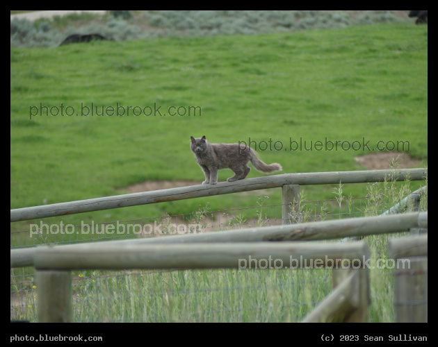 Gray Cat on Fence - Corvallis MT