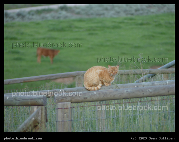Orange Cat with Cow - Corvallis MT