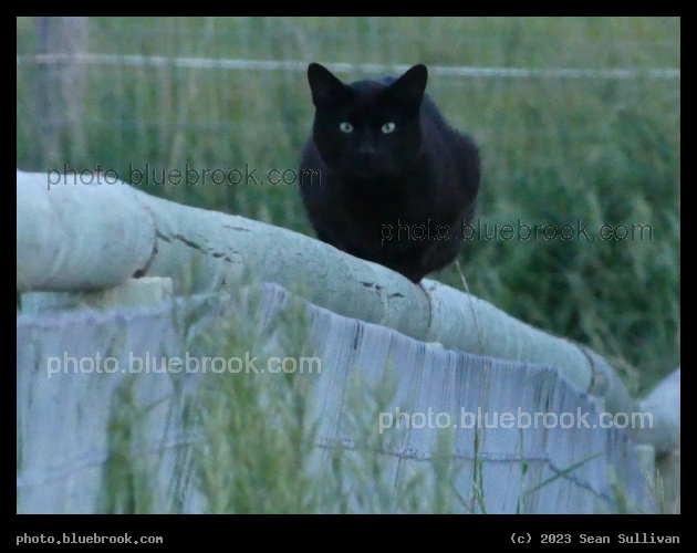 Black Cat on Fence - Corvallis MT