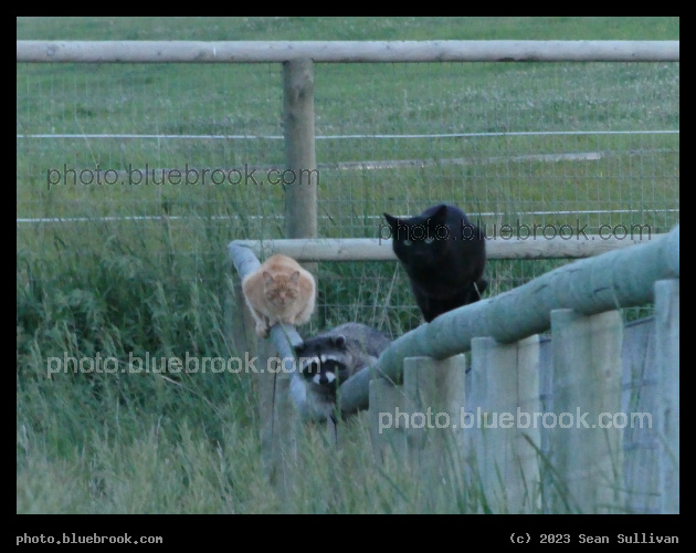 Black Cat, Racoon and Red Cat - Corvallis MT