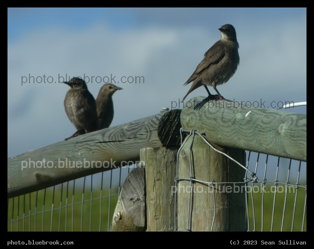 Three Birds on Fence - Corvallis MT