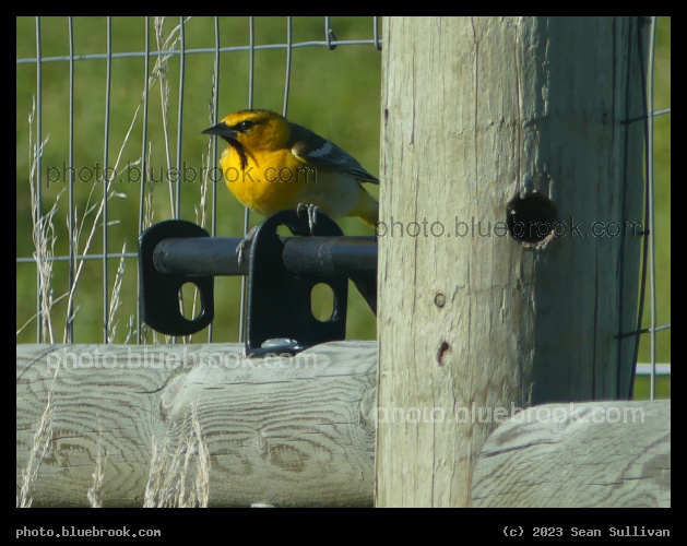 Bird on a Bolt on a Fence - Corvallis MT